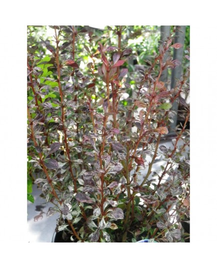 Berberis thunbergii 'Rosy Rocket' - Epine vinette