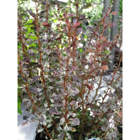 Berberis thunbergii 'Rosy Rocket' - Epine vinette