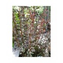 Berberis thunbergii 'Rosy Rocket' - Epine vinette