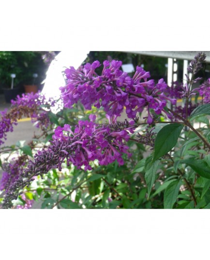 Buddleja 'Argus Velvet' ®- arbuste aux papillons