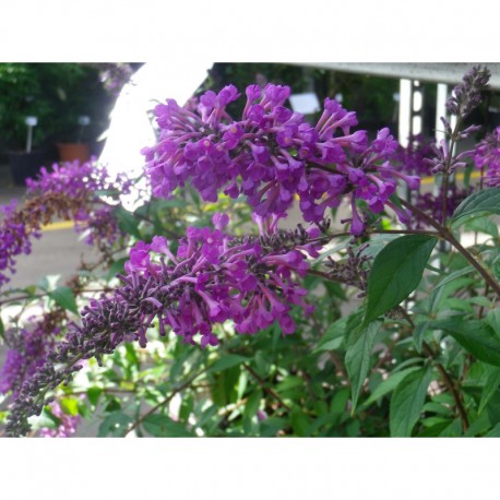 Buddleja 'Argus Velvet' ®- arbuste aux papillons