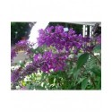 Buddleja 'Argus Velvet' ®- arbuste aux papillons