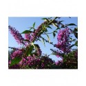 Buddleja 'Argus Velvet' ®- arbuste aux papillons