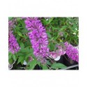 Buddleja 'Argus Velvet' ®- arbuste aux papillons