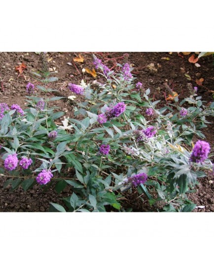 Buddleja 'Blue Chip '