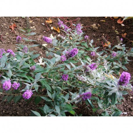 Buddleja 'Blue Chip '