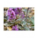 Buddleja 'Blue Chip '