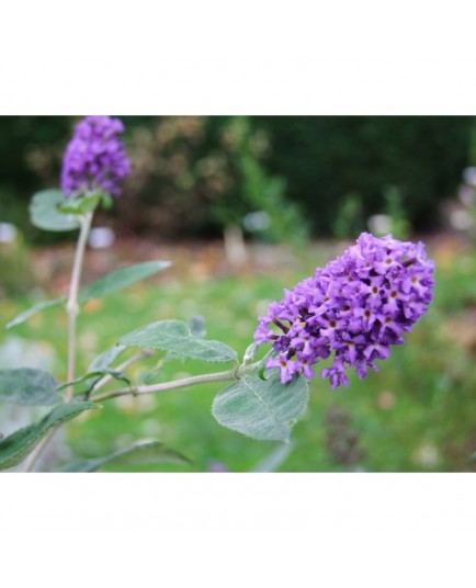 Buddleja 'Blue Heaven'® - arbuste aux papillons