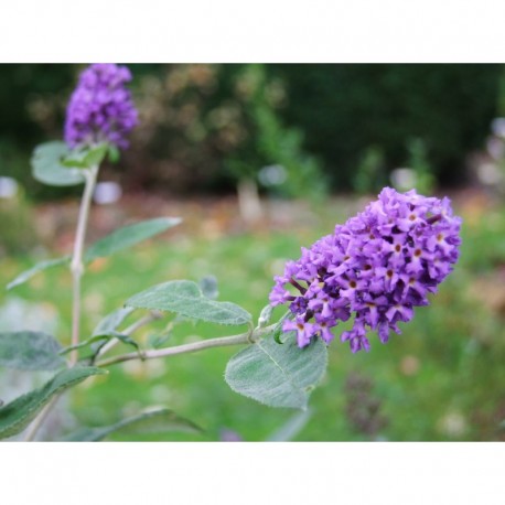 Buddleja 'Blue Heaven'® - arbuste aux papillons