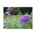 Buddleja 'Blue Heaven'® - arbuste aux papillons