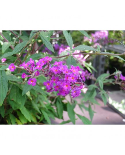 Buddleja 'Free Petite Dark Pink'® - Arbuste aux papillons