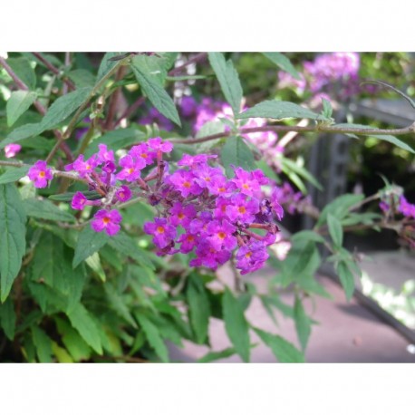 Buddleja 'Free Petite Dark Pink'® - Arbuste aux papillons