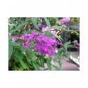 Buddleja 'Free Petite Dark Pink'® - Arbuste aux papillons