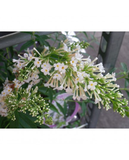 Buddleja 'Free Petite Snow white'®'- arbuste aux papillons