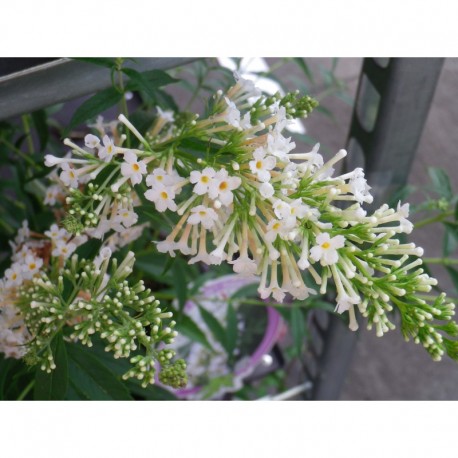 Buddleja 'Free Petite Snow white'®'- arbuste aux papillons