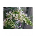 Buddleja 'Free Petite Snow white'®'- arbuste aux papillons