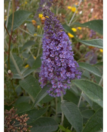 Buddleja 'Lochinch' -Arbre aux Papillons