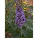 Buddleja 'Lochinch' -Arbre aux Papillons