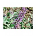 Buddleja 'Lochinch' -Arbre aux Papillons