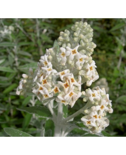 Buddleja 'Morning Mist'® - Buddleja 'Silver Anniversary', arbres aux papillons,