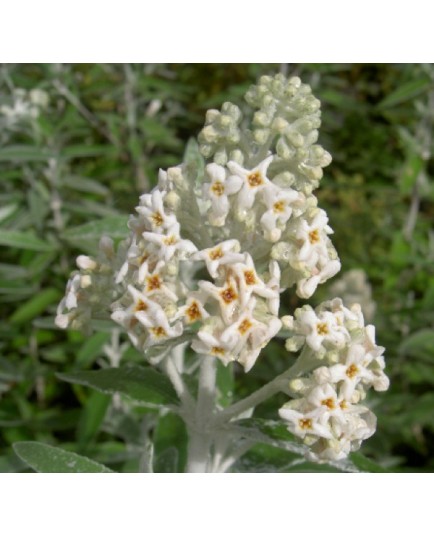 Buddleja 'Morning Mist'® - Buddleja 'Silver Anniversary', arbres aux papillons,