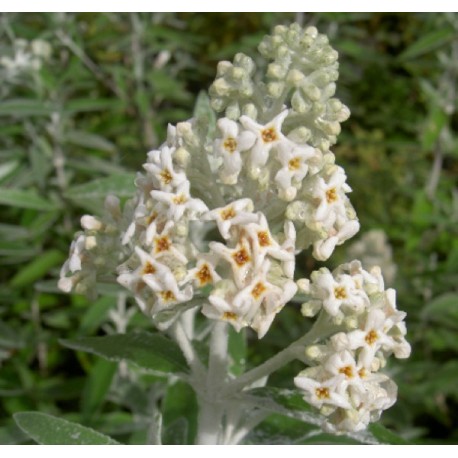 Buddleja 'Morning Mist'® - Buddleja 'Silver Anniversary', arbres aux papillons,