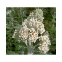 Buddleja 'Morning Mist'® - Buddleja 'Silver Anniversary', arbres aux papillons,