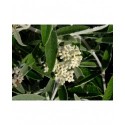 Buddleja 'Morning Mist'® - Buddleja 'Silver Anniversary', arbres aux papillons,