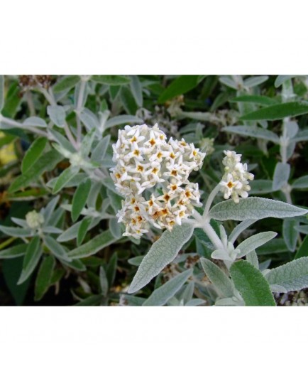 Buddleja 'Silver Anniversary'®