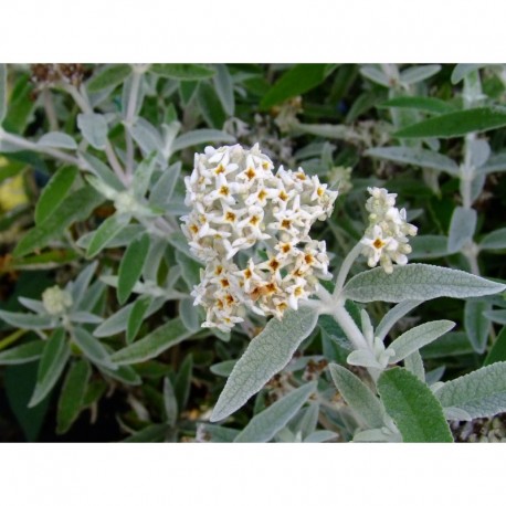 Buddleja 'Silver Anniversary'®