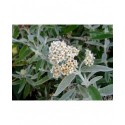 Buddleja 'Silver Anniversary'®