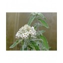 Buddleja 'Silver Anniversary'®