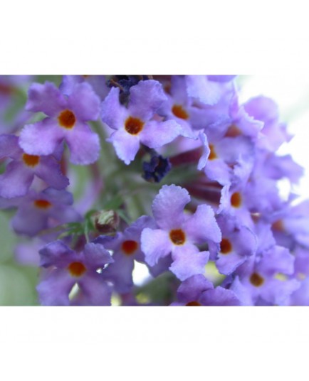 Buddleja 'Southcombe Blue'- arbuste aux papillons