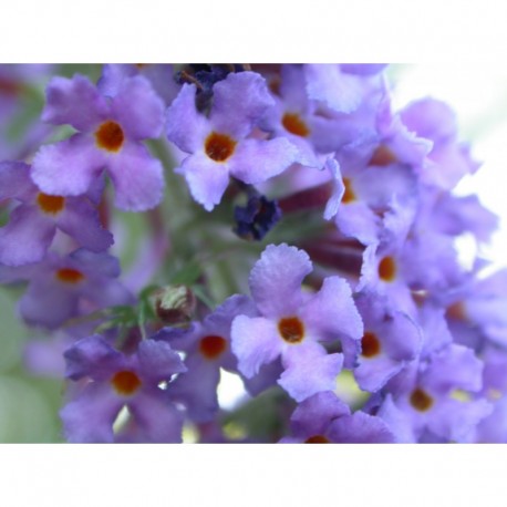 Buddleja 'Southcombe Blue'- arbuste aux papillons