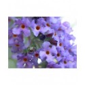 Buddleja 'Southcombe Blue'- arbuste aux papillons