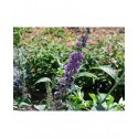 Buddleja 'Southcombe Blue'- arbuste aux papillons