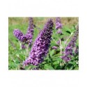 Buddleja 'Southcombe Blue'- arbuste aux papillons