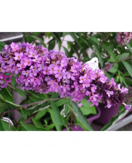 Buddleja 'Tutti Frutti'® - arbuste aux papillons