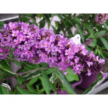 Buddleja 'Tutti Frutti'® - arbuste aux papillons