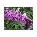 Buddleja 'Tutti Frutti'® - arbuste aux papillons