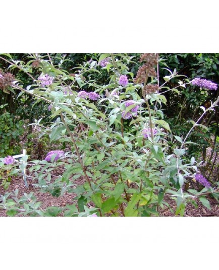 Buddleja 'West Hill' - arbre à papillons