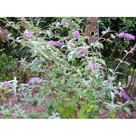 Buddleja 'West Hill' - arbre à papillons