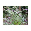 Buddleja 'West Hill' - arbre à papillons