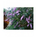 Buddleja 'West Hill' - arbre à papillons