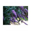 Buddleja 'West Hill' - arbre à papillons