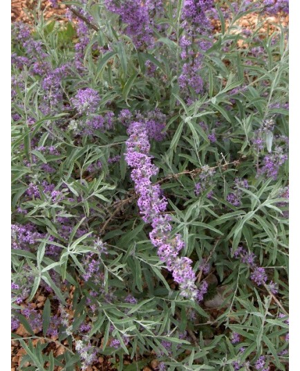 Buddleja alternifolia 'Argentea' - Buddleia à feuilles alternes argentées