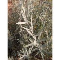 Buddleja alternifolia 'Argentea' - Buddleia à feuilles alternes argentées