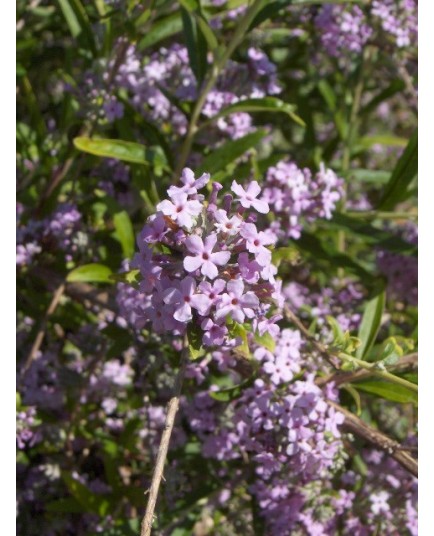 Buddleja alternifolia -buddleia à feuilles alternes, arbres aux papillons,