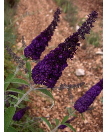 Buddleja davidii 'Black Knight' - arbres aux papillons, buddleia de David,