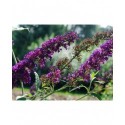 Buddleja davidii 'Black Knight' - arbres aux papillons, buddleia de David,